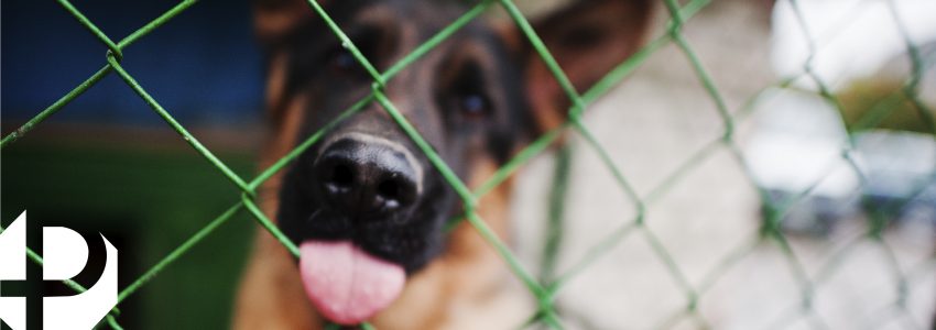 Mascota (perro) en una jaula